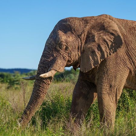 Sediba Luxury Safari Lodge Welgevonden Game Reserve Εξωτερικό φωτογραφία