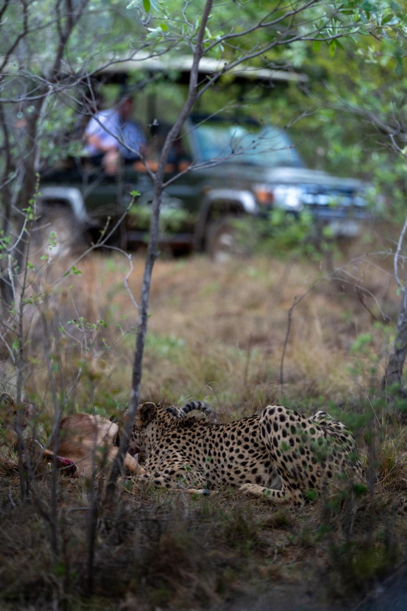 Sediba Luxury Safari Lodge Welgevonden Game Reserve Εξωτερικό φωτογραφία