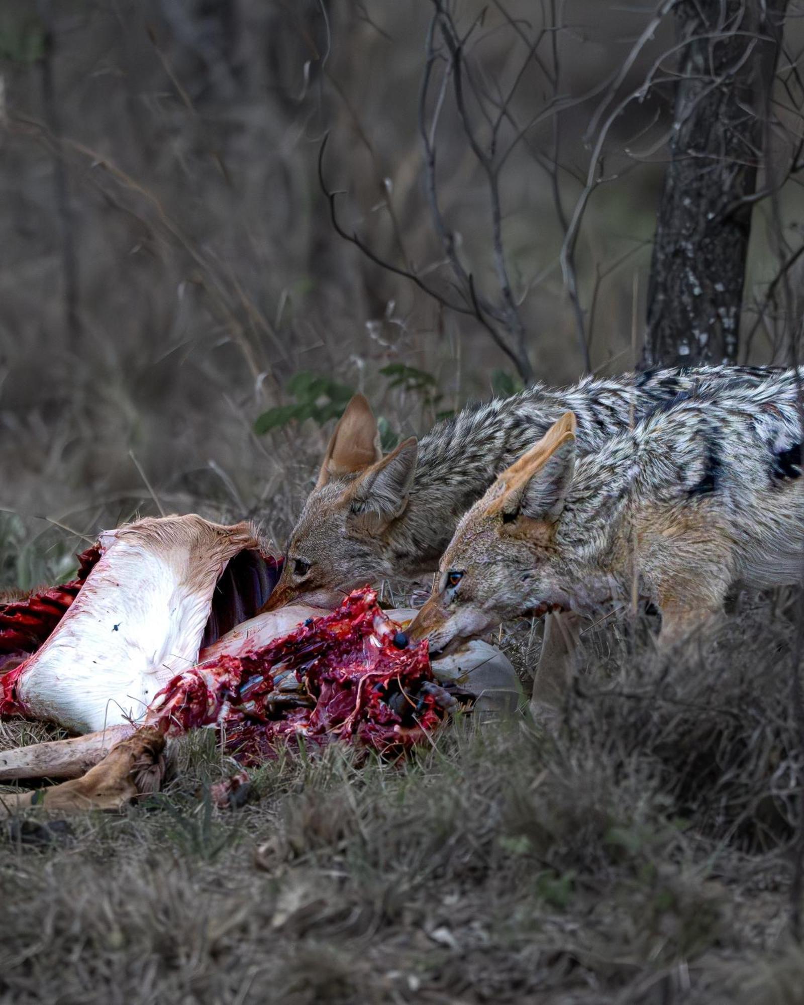 Sediba Luxury Safari Lodge Welgevonden Game Reserve Εξωτερικό φωτογραφία