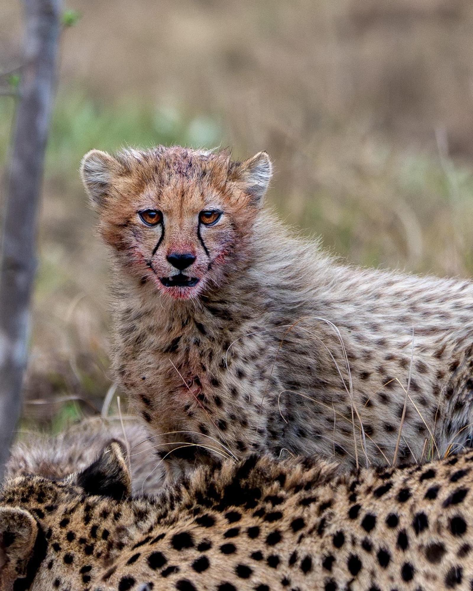 Sediba Luxury Safari Lodge Welgevonden Game Reserve Εξωτερικό φωτογραφία