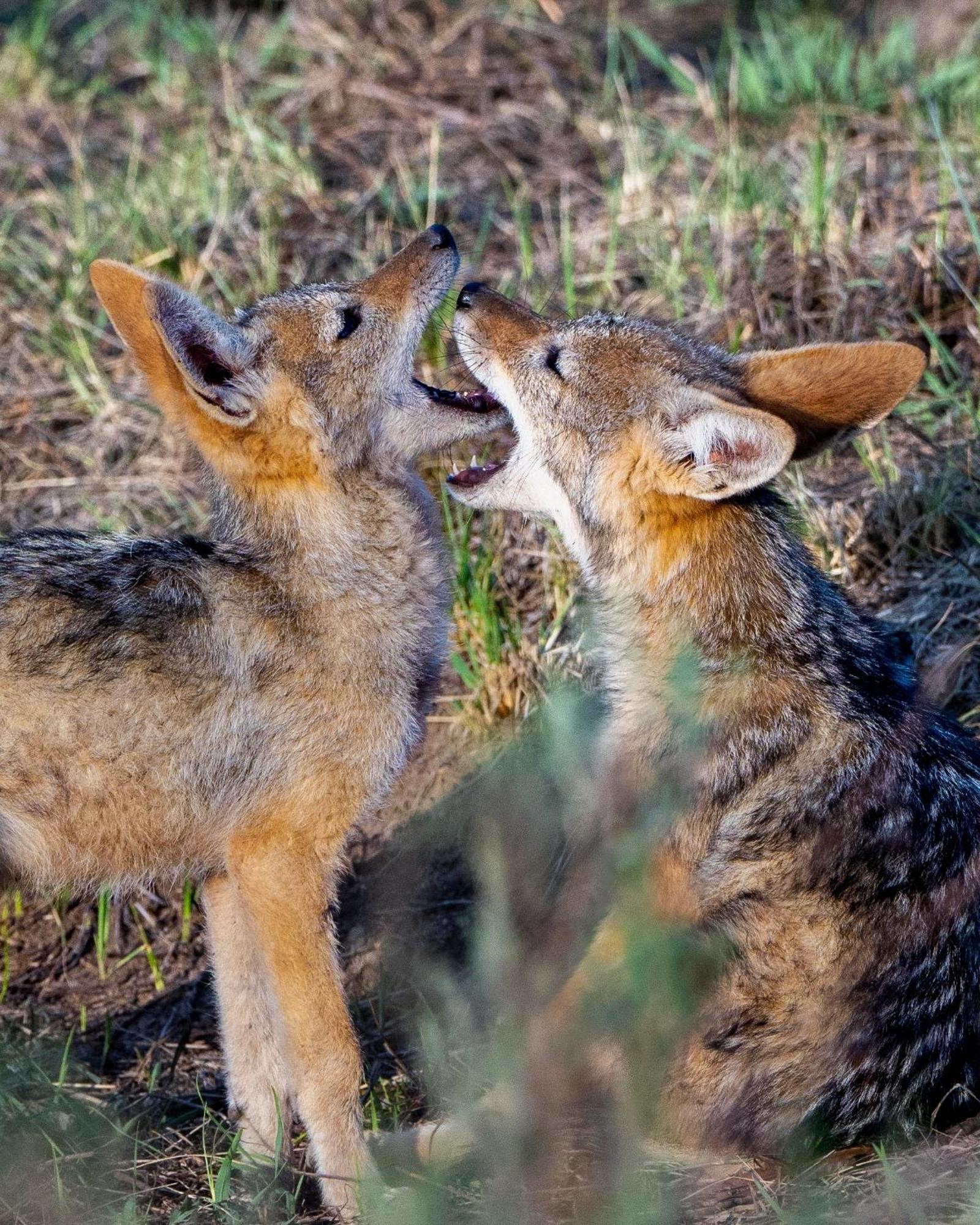 Sediba Luxury Safari Lodge Welgevonden Game Reserve Εξωτερικό φωτογραφία