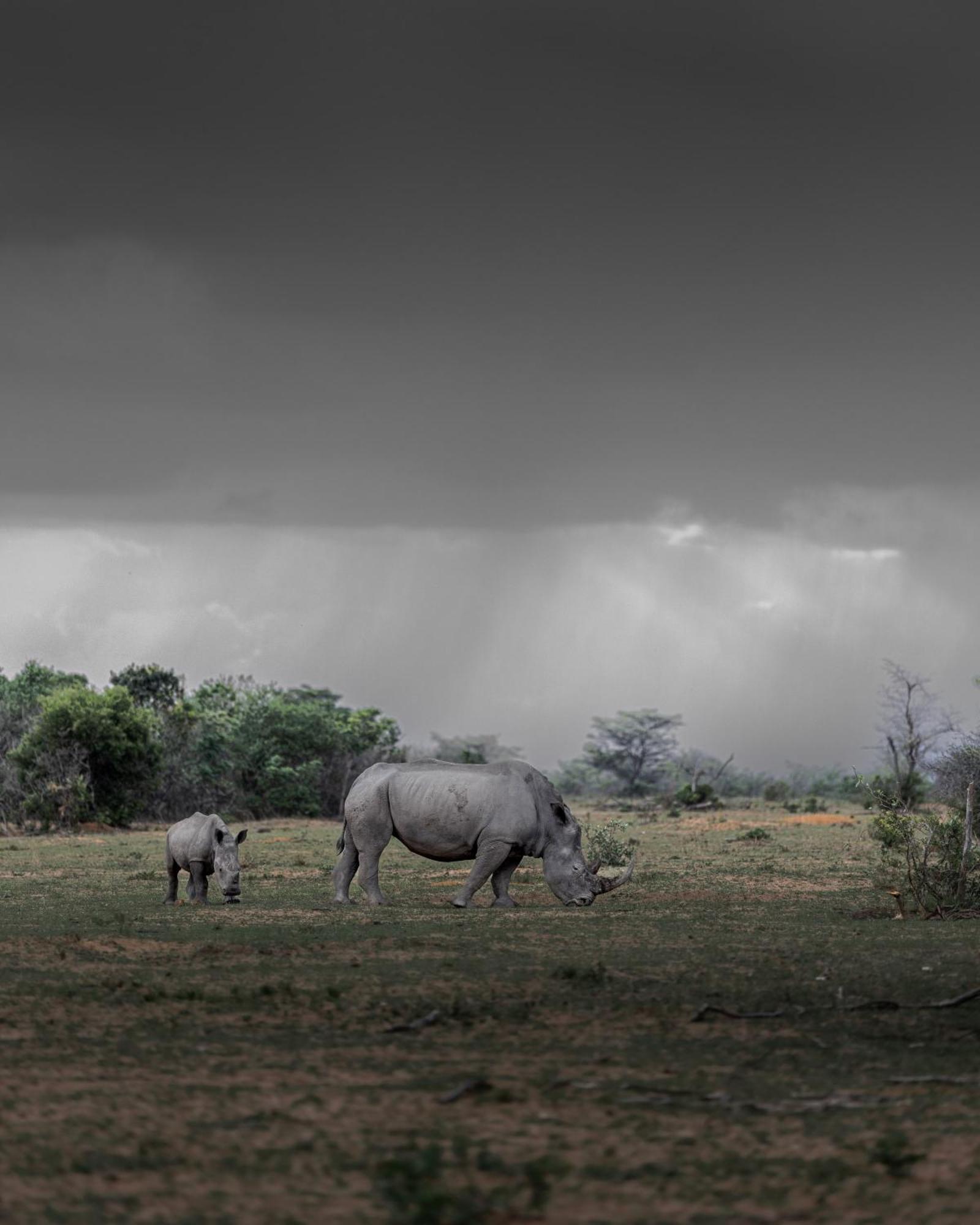 Sediba Luxury Safari Lodge Welgevonden Game Reserve Εξωτερικό φωτογραφία