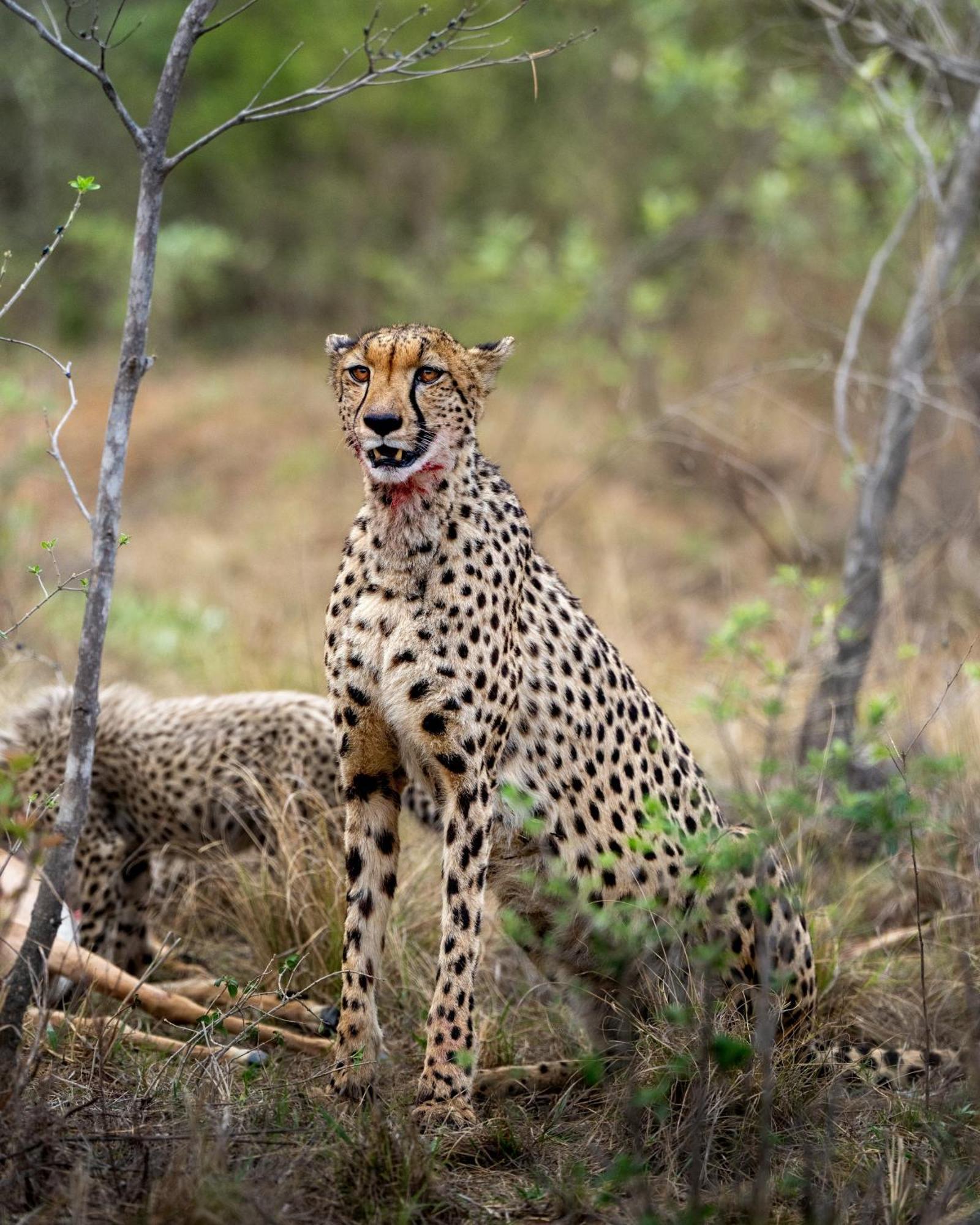 Sediba Luxury Safari Lodge Welgevonden Game Reserve Εξωτερικό φωτογραφία