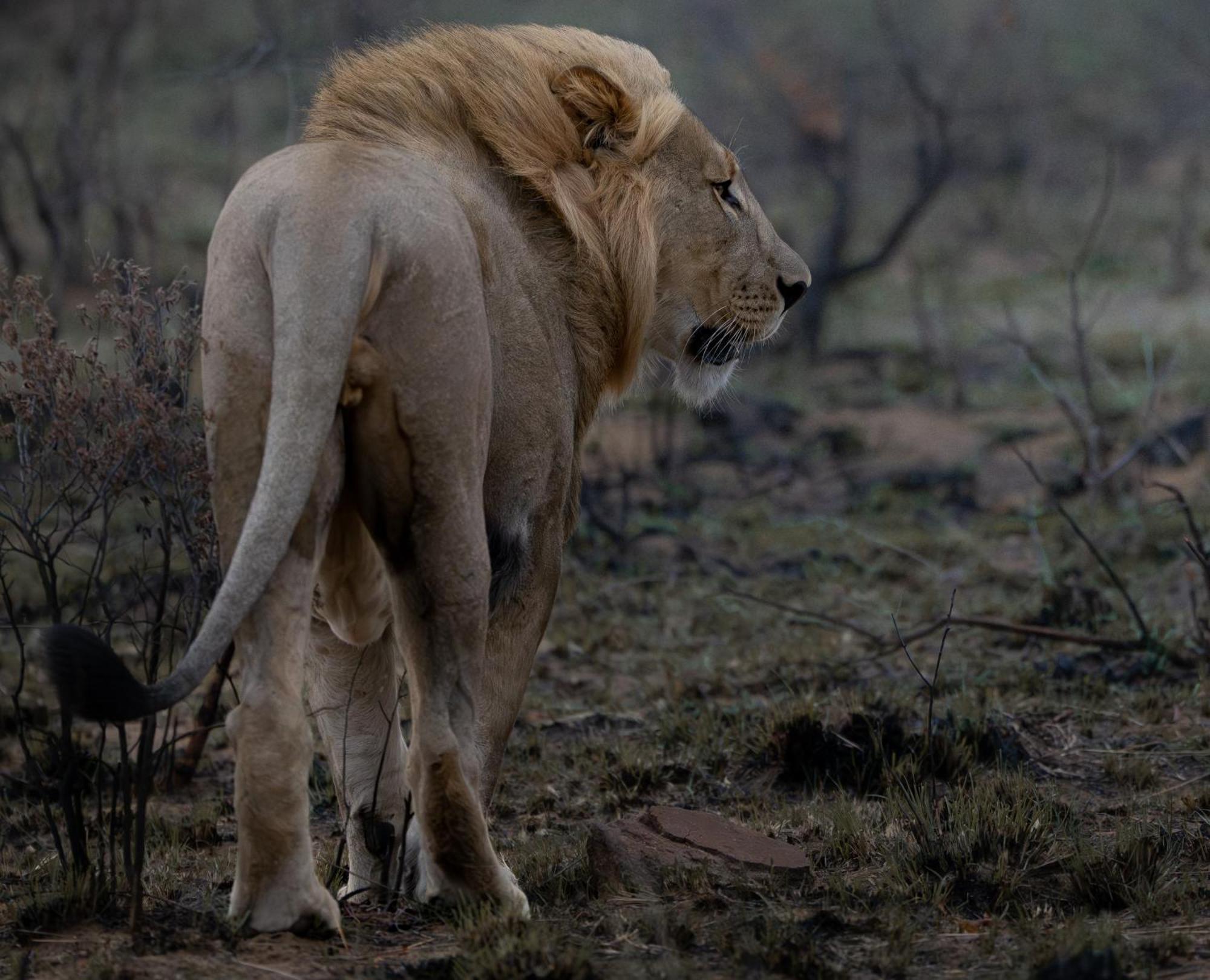 Sediba Luxury Safari Lodge Welgevonden Game Reserve Εξωτερικό φωτογραφία