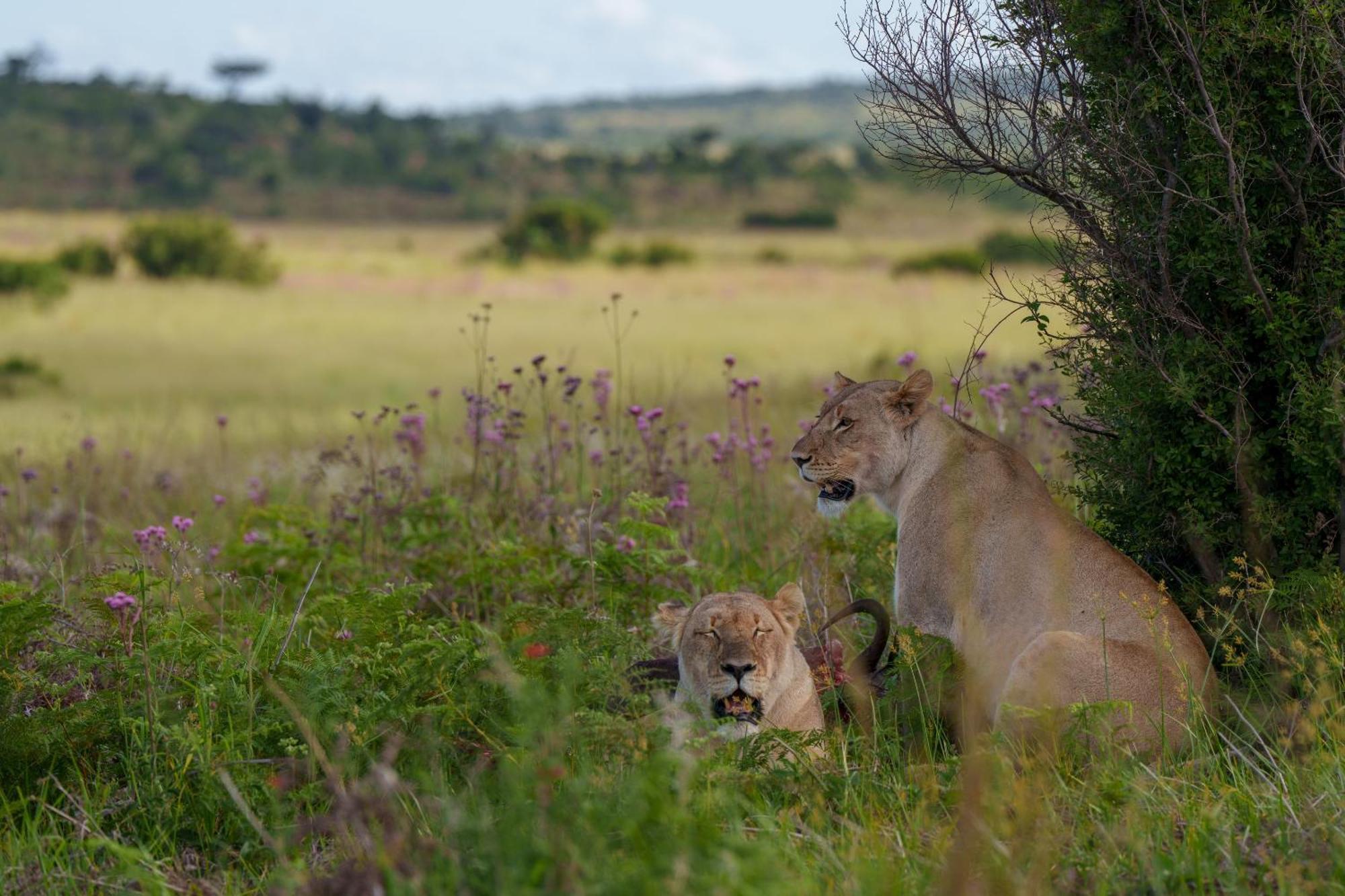 Sediba Luxury Safari Lodge Welgevonden Game Reserve Εξωτερικό φωτογραφία