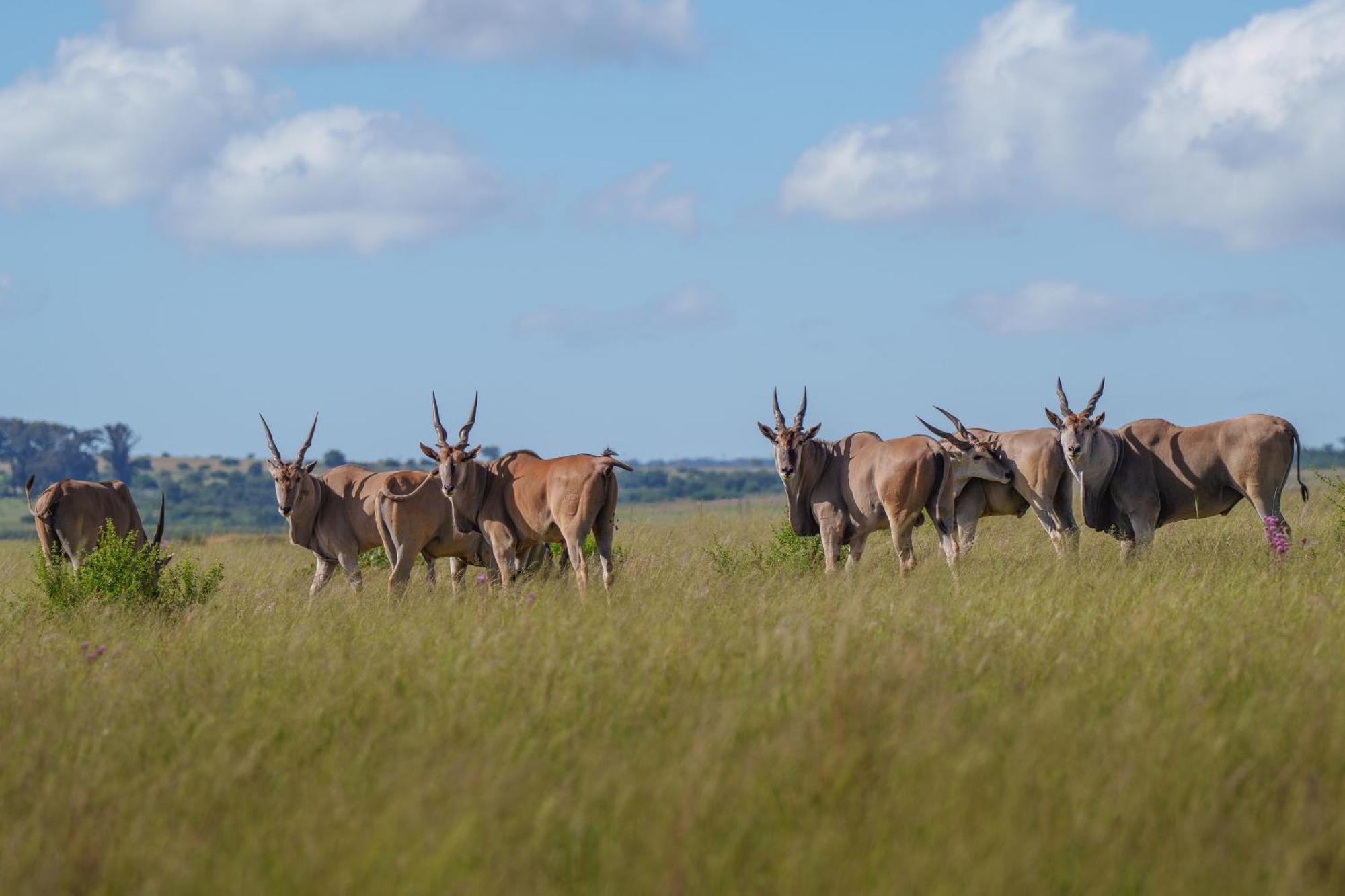 Sediba Luxury Safari Lodge Welgevonden Game Reserve Εξωτερικό φωτογραφία