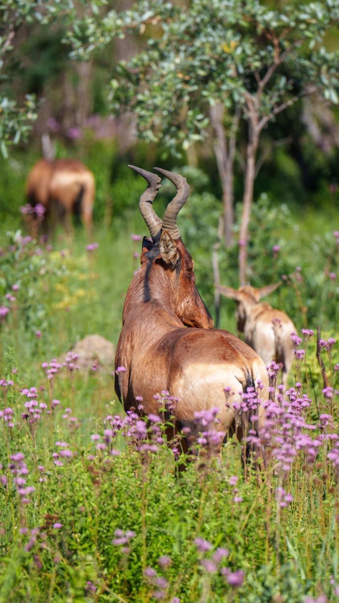 Sediba Luxury Safari Lodge Welgevonden Game Reserve Εξωτερικό φωτογραφία
