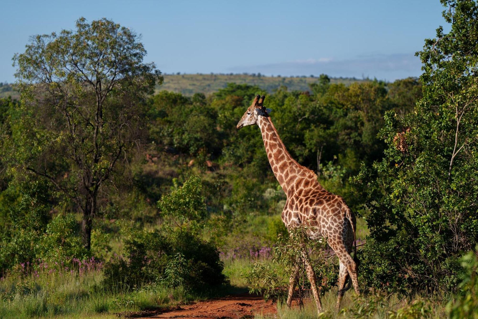 Sediba Luxury Safari Lodge Welgevonden Game Reserve Εξωτερικό φωτογραφία