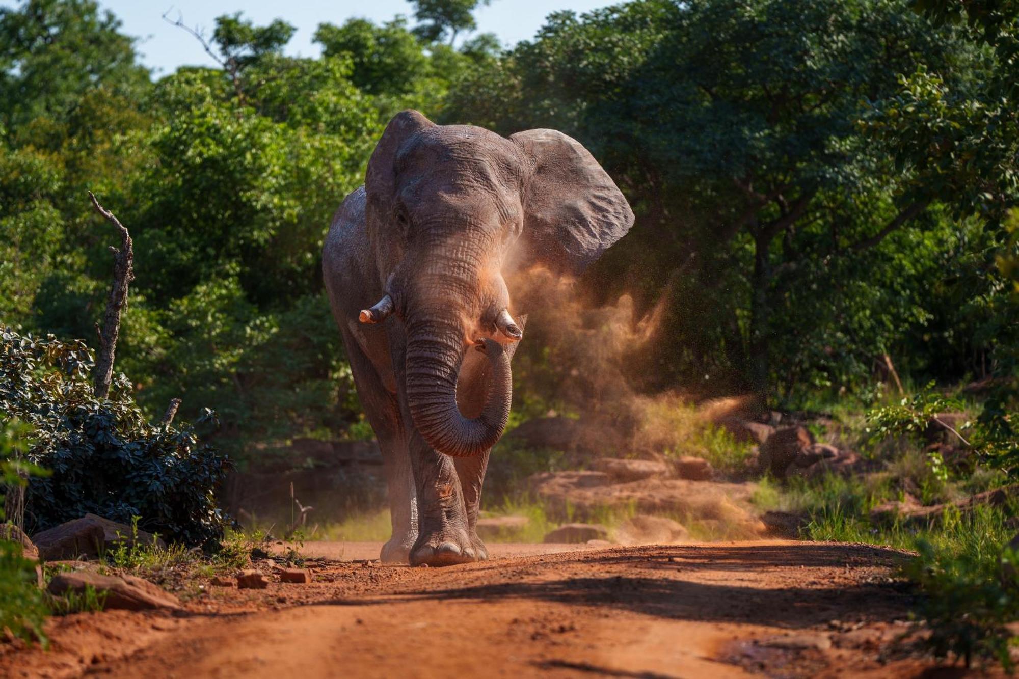 Sediba Luxury Safari Lodge Welgevonden Game Reserve Εξωτερικό φωτογραφία